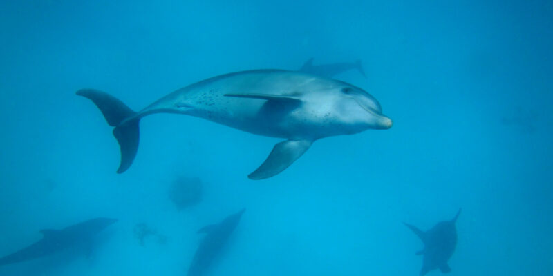 Zanzibar Dolphin Tour in Mnemba