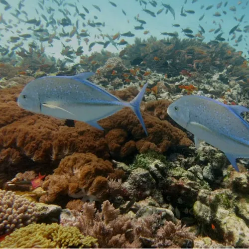 Peces Jurel de Aleta Azul nadando en el atolón de Mnemba