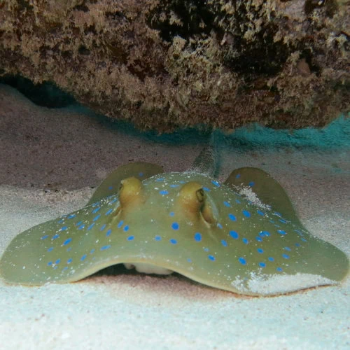 Blue Spotted ray on Zanzibar reef