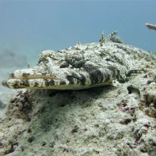 Pez cocodrilo en el arrecife de Hunga