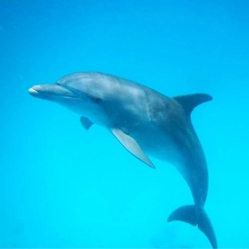 Delfín en el atolón de Mnemba