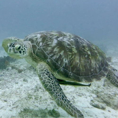 Sea Turtle Zanzibar