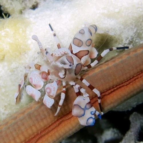 La crevette arlequin est unique à voir à Zanzibar