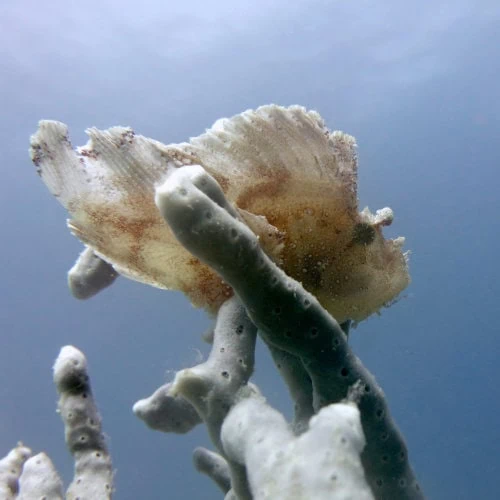Les poissons-feuilles sortent pour voir les récifs de Zanzibar