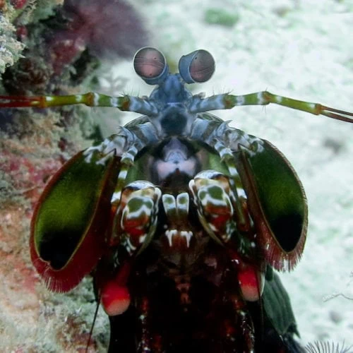 Fangschreckenkrebs sind ein häufiges Meeresleben auf Sansibar