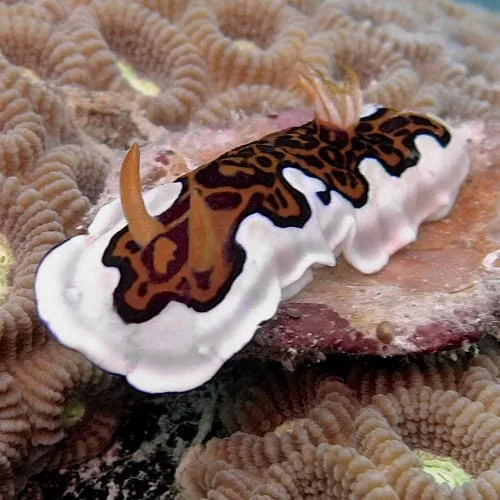 El nudibranquio es común en la vida marina de Zanzíbar