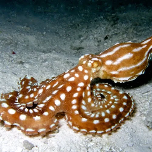 Octopus at Night in Nungwi