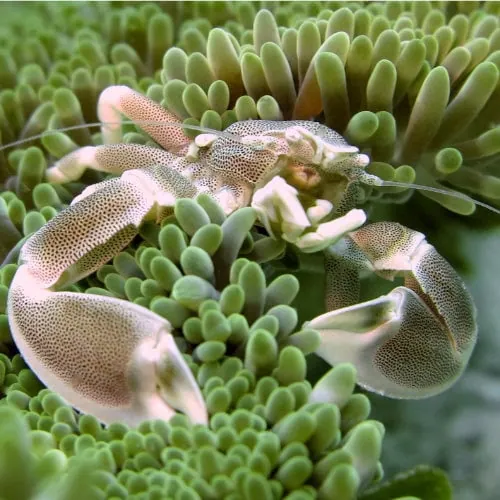 Anamony crab of Zanzibar