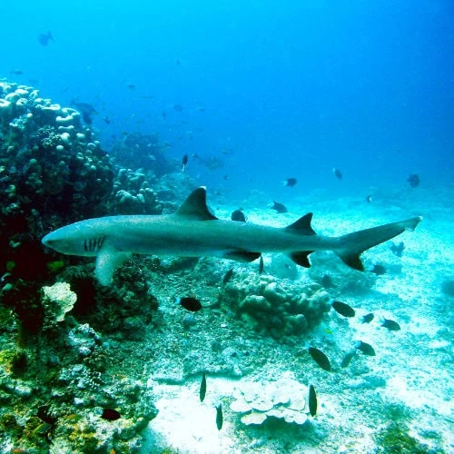 Tiburón de arrecife de punta blanca en Mnemba