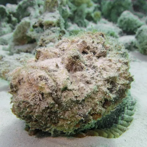 Stonefish in Mnemba Island