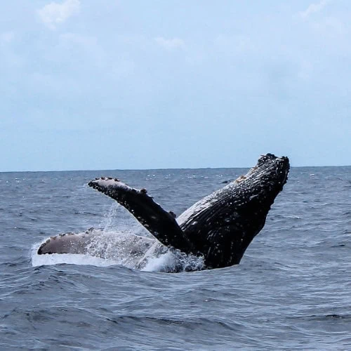 Whales migrate through Zanzibar