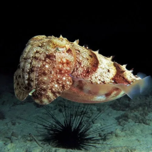 cuttlefish at night in Nungwi