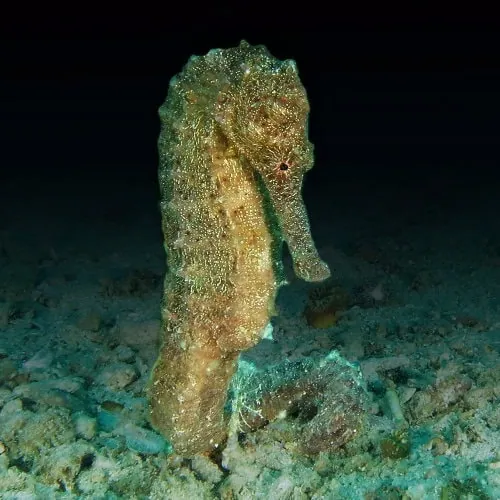 seahorse at night in Nungwi Reef