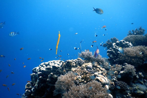 Diving in Kendwa Zanzibar